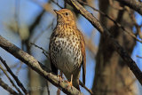 28982AC Song Thrush