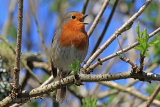 28986AC Robin