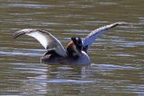 29009AC Great Crested Grebe