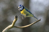 29040AC Blue Tit