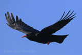 29176AC Chough