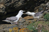 29189AC Fulmar