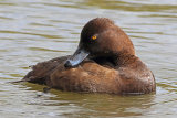 29257AC Tufted Duck