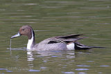 29280AC Pintail