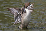 29313AC Pintail