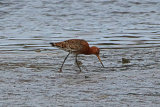 29411AC Black-tailed Godwit