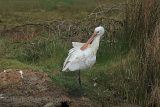 29418AC Spoonbill