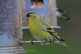 29434AC Siskin