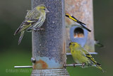 29435AC Siskin