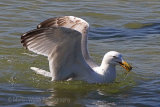 29460AC Herring Gull