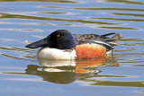 29487AC Shoveler