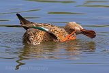 29488AC Shoveler