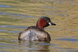 29502AC Little Grebe