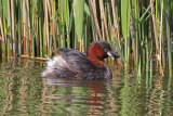 29504AC Little Grebe