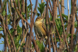 29549AC Sedge Warbler