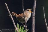 29558AC Wren