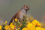 29665AC Dunnock