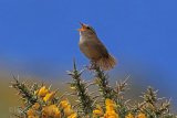 29668AC Wren