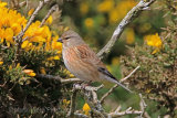29673AC Linnet