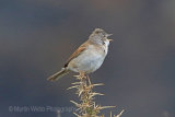 29686AC Whitethroat
