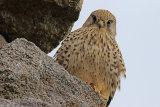 29699AC Kestrel