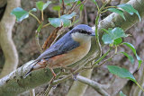 29717AC Nuthatch