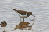 29754AC Common Sandpiper