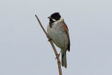 29771AC Reed Bunting