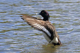29796AC Tufted Duck