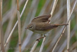 29813AC Reed Warbler