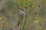 29825AC Whitethroat