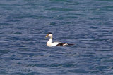 29880AC Eider Duck