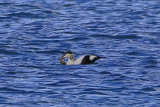 29882AC Eider Duck