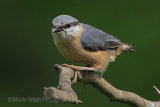 29934AC Nuthatch