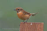 29994AC Stonechat