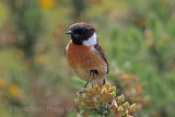 30087AC Stonechat