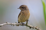 30091AC Stonechat