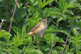 30104AC Sedge Warbler