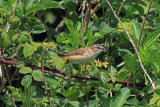 30109AC Sedge Warbler
