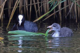 30143AC Coot