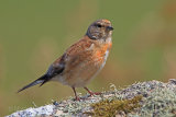 30179AC Linnet