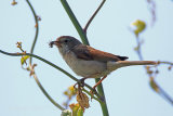 30184AC Whitethroat