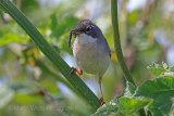 30197AC Whitethroat
