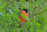 30242AC Bullfinch