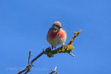 30319AC Linnet