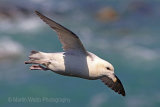 30339AC Fulmar