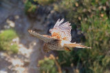 30344AC Kestrel