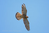 30351AC Kestrel