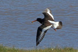30421AC Oystercatcher