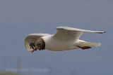 30615AC Black-headed Gull